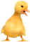 Duck.Yellow.Orange - kostenlos png Animiertes GIF