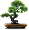 trees bp - besplatni png animirani GIF