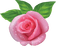 pink rose deco - kostenlos png Animiertes GIF