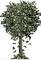 money tree bp - gratis png geanimeerde GIF