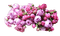 Roses - kostenlos png Animiertes GIF