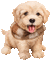 Hund, Schal, beige - GIF animé gratuit GIF animé