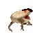 shaking crack frog - 無料のアニメーション GIF アニメーションGIF