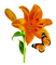Fleur-orange-lys-papillon