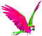 Parrot.Pink.Green - darmowe png animowany gif