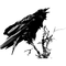 raven - PNG gratuit GIF animé