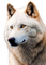 Loup blanc - gratis png animerad GIF