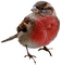 Kaz_Creations Birds Bird - ücretsiz png animasyonlu GIF