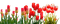 Y.A.M._Spring Flowers Decor - png gratis GIF animasi
