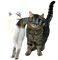 silly cats - GIF animate gratis