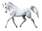 cheval sur blanc - png gratuito GIF animata