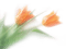 fleur,flower - png gratuito GIF animata