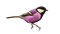Bird Violet Black - Bogusia - Free PNG Animated GIF