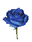 rose fleur-flower