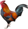Домашняя птица - nemokama png animuotas GIF