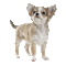 dog gif - Animovaný GIF zadarmo animovaný GIF