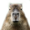 Capybara - png grátis Gif Animado