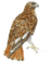 hawk katrin - Free PNG Animated GIF