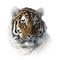 Tiger - zdarma png animovaný GIF