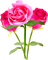 Roses.Pink - png gratuito GIF animata