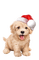 christmas puppy chiots de noel - ingyenes png animált GIF