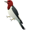 woodpecker - kostenlos png Animiertes GIF