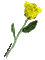 Yellow rose - rosa - Free animated GIF Animated GIF