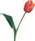 Kaz_Creations Deco Flowers Tulips Flower - zadarmo png animovaný GIF