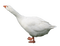 aves - png gratuito GIF animata