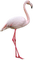 Kaz_Creations Flamingo - zdarma png animovaný GIF