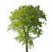 pianta - безплатен png анимиран GIF