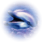 Dauphin - Free PNG Animated GIF