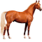 Kaz_Creations Animals Horses Horse - gratis png geanimeerde GIF