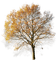 Autumn.Arbre.Tree.Árbol.Automne.Victoriabea - PNG gratuit GIF animé