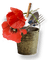 Coquelicot.Poppies.poppy.Fleurs.Victoriabea - Free PNG Animated GIF