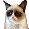 grumpy cat - GIF animado grátis