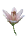 orchidée fleur - GIF animé gratuit GIF animé