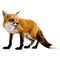 fox - nemokama png animuotas GIF