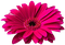 Flowers dm19 - zadarmo png animovaný GIF