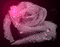 Rose - Darmowy animowany GIF