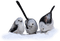 loly33 oiseaux  hiver - gratis png geanimeerde GIF