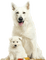 dogs  by nataliplus - gratis png geanimeerde GIF