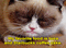 Grumpy Cat Gif - Animovaný GIF zadarmo animovaný GIF