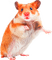 Y.A.M._Hamster animals - PNG gratuit GIF animé