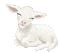 lamb animated white - GIF animé gratuit GIF animé
