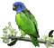 Parrot birds bp - Gratis geanimeerde GIF geanimeerde GIF