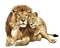 Familia de leones - PNG gratuit GIF animé
