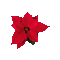 Christmas.Flower.Red.gif.Victoriabea - GIF animé gratuit GIF animé