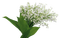flowers lily of the valley bp - png grátis Gif Animado