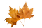 leaves blatt fall autumn feuille leaf - gratis png animeret GIF